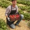 Ladite Din Plastic Pentru Fructe Si Legume-Lazi Pentru Transport