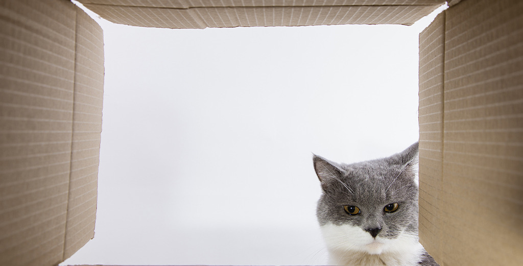 Pisica gri si cutia de carton