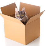 De ce iubesc pisicile cutiile din carton – comportament, beneficii si ce poti oferi felinei tale