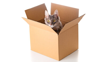 Pisica in cutia de carton