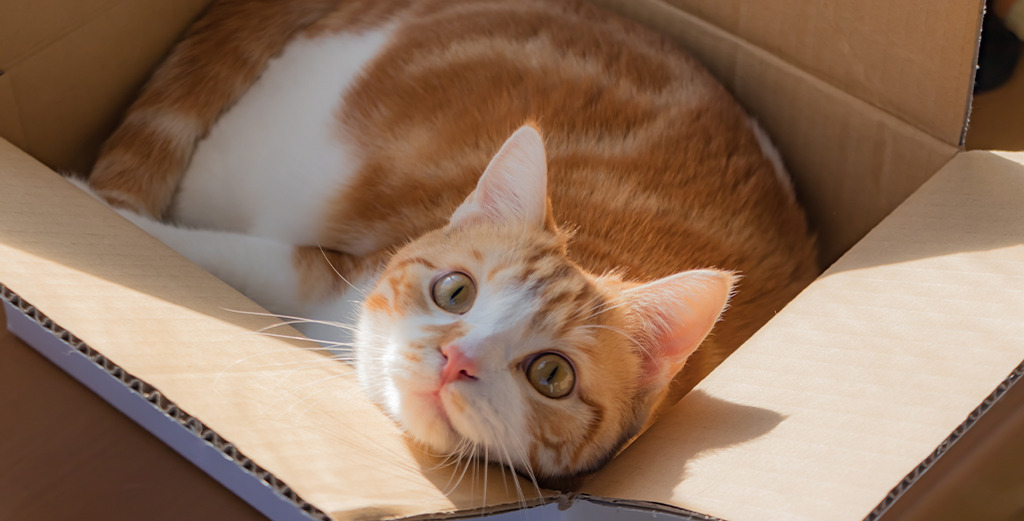 Pisicuta in cutie de carton