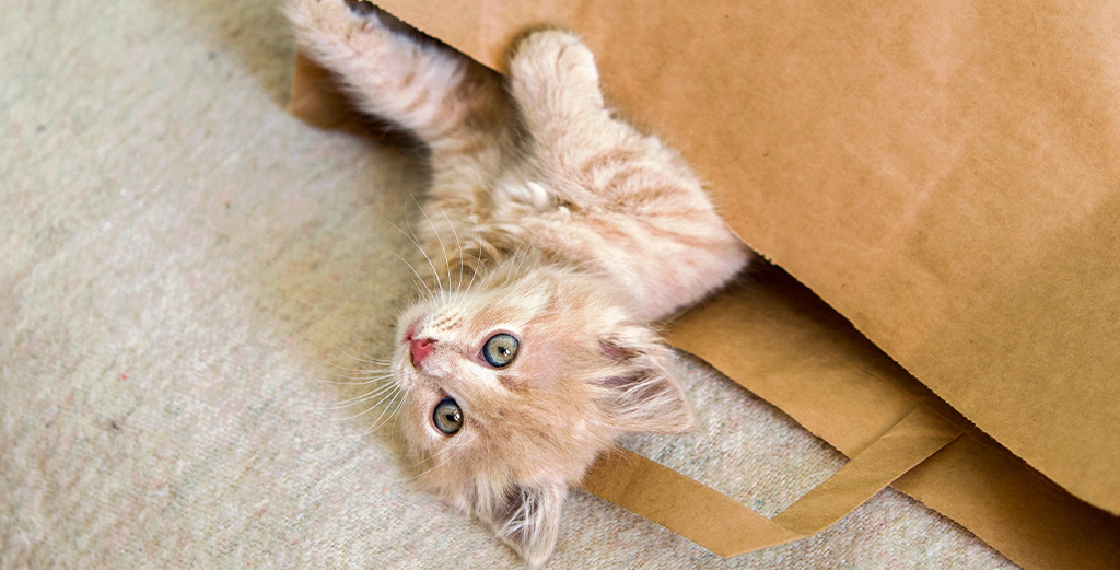 Pisicuta in punga de hartie