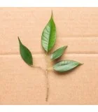 Ecological Packaging